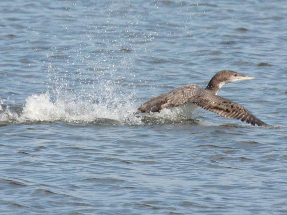 common loon in flight. First Flight of a Common Loon