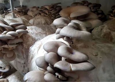 Mushroom farm in Satara