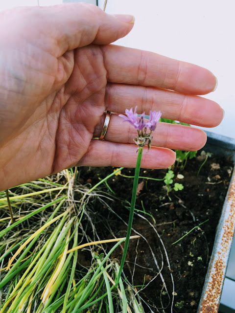 Bieslook plantje in de tuin met klein paars bloemetje in december.