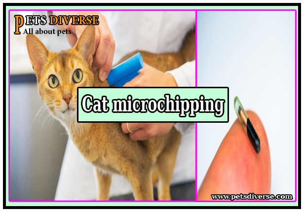 Cat microchipping