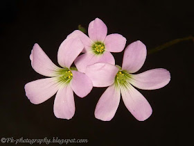 Purple Shamrock Flower