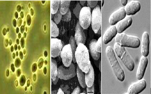  Buah  Karya ILMU GIZI 2010 Saccharomyces cerevisiae