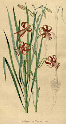 Лилия мозолистая (Lilium callosum)