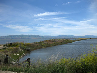 Salt ponds along San Francisco Bay, with a view of the Diablo Range to the east, Sunnyvale, California