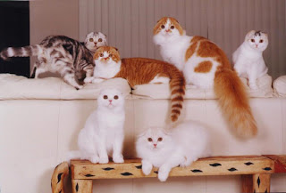 Hasil gambar untuk kucing Scottish fold