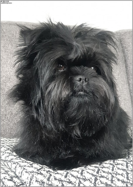 affenpinscher