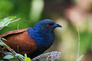 A Greater Coucal (Common Coucal) photographed in Colombo