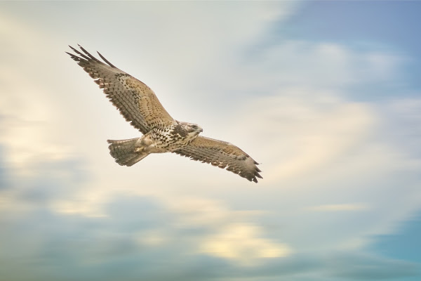 Immature Swainson's Hawk hanging out in Brooklyn.