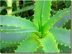 3-aloe-vera