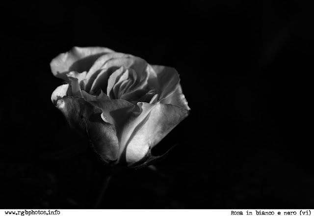 Rose In Bianco E Nero Vi M72