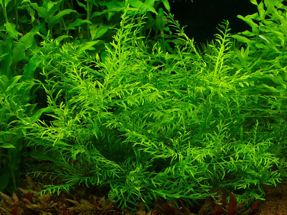 Hygrophila Difformis