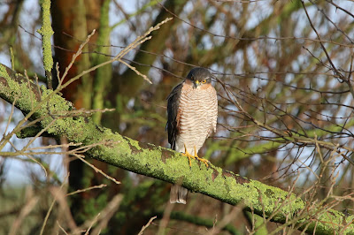 Sperwer - Sparwer - Accipiter nisus