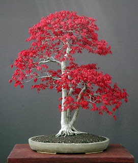 Bonsai