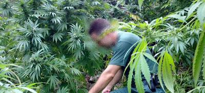 Científicos israelíes desarrollan una marihuana que no "coloca