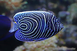 Juvenile Emperer Angelfish