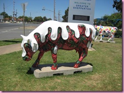 Cows in Shepparton