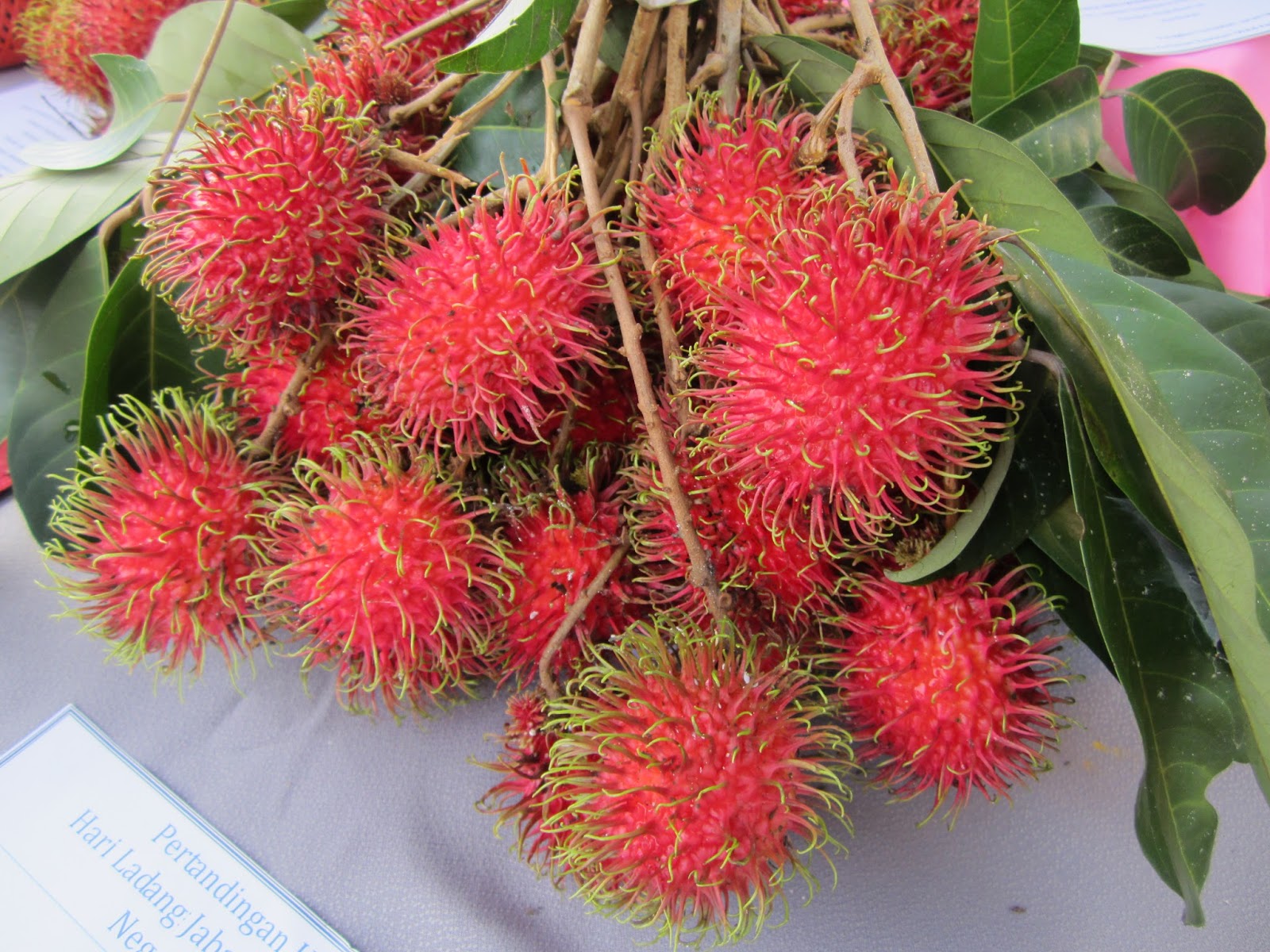 Koleksi Gambar Pokok dan Tumbuhan Buah  Rambutan 