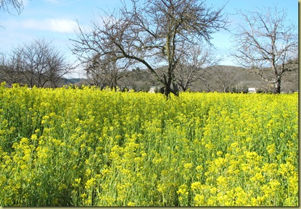 MarchMustard