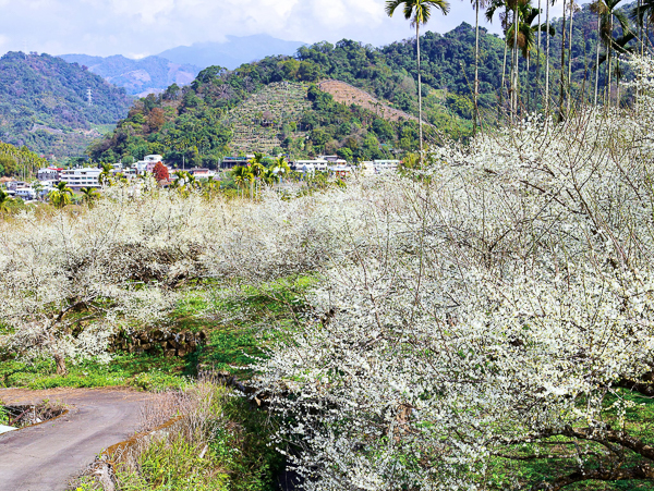 新社梅花隧道、小木屋鮭魚葡萄、梅花森林，台中賞梅花好去處