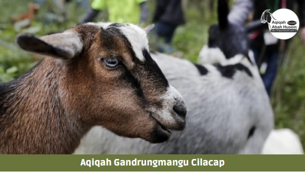 Aqiqah Gandrungmangu Cilacap