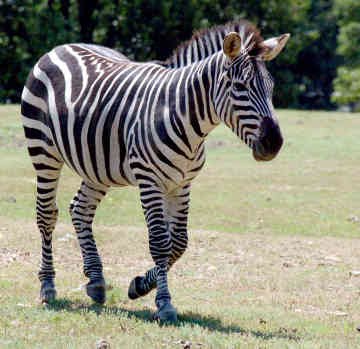  Gambar  Foto Hewan  gambar  binatang  kuda zebra 