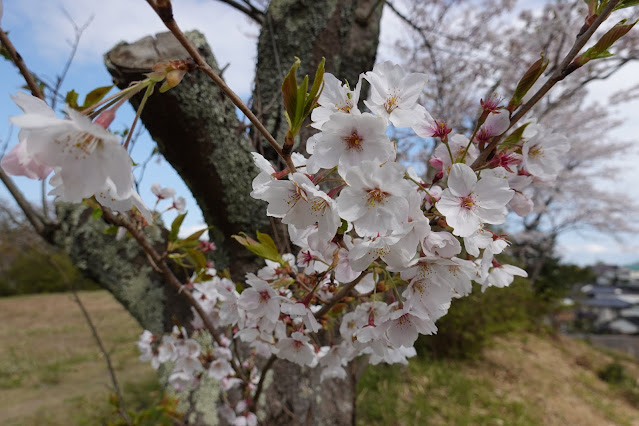 鳥取県米子市福市　福市遺跡