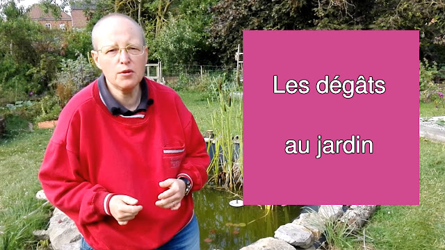 Les dégâts dans mon jardin en permaculture (vidéo)