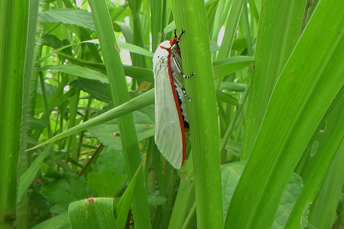 Dlium Red costate tiger moth (Aloa lactinea)