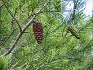 Ide Populer Manfaat Biji Pohon Pinus, Pohon Pinus