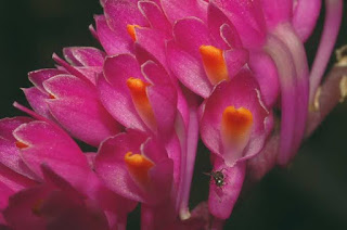 Bunga Anggrek Dendrobium Secundum dari dekat