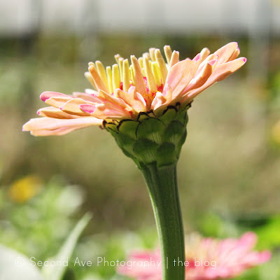 wollam gardens, nature, flowers, instagram, anniversary, butterfly, macro photography, photoblog, Photographer, Photography, Virginia photographer, 