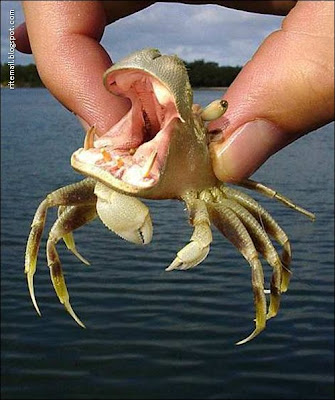 Cross Breed of Animals