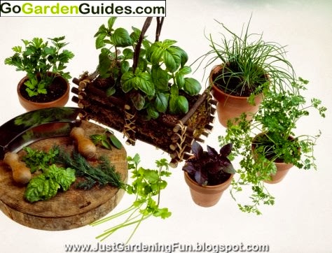 Potted Green Garden Herbs Picture