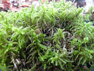 Ebouriffe triangulaire - Mousse des jardiniers - Hypne triquètre - Rhytidiadelphus triquetrus 