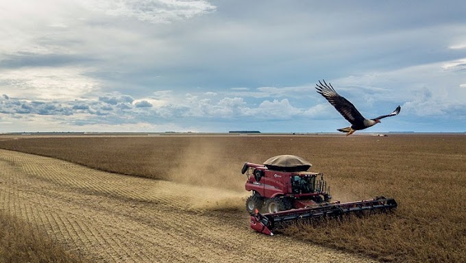 Barreiras, Luís Eduardo Magalhães e São Desidério estão entre os municípios agrícolas mais ricos do Brasil