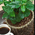 Bonsai Kopi : Pohon Cantik, Unik, Dan Mempunyai Nilai Jual Tinggi