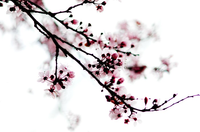 japanese Pink cherry blossom tattoos on the back body