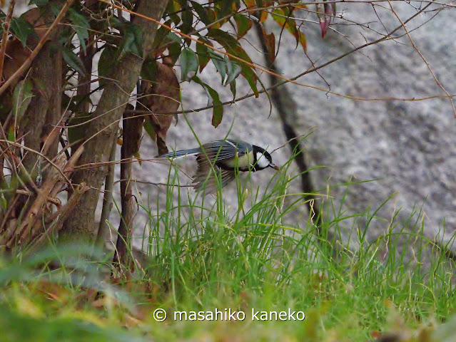 シジュウカラ