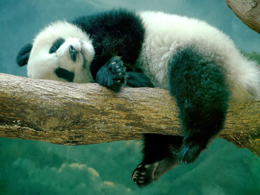 Panda+Relax