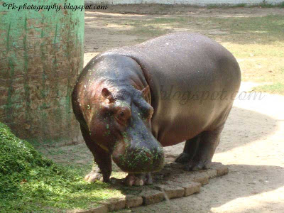 Hippopotamus Picture