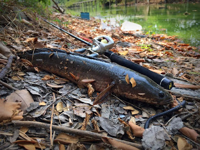 Harga Ikan Toman Besar