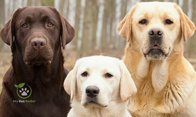 Dog Breed Labrador Retriever | My Pet Radar