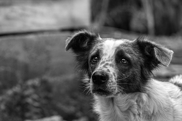 How Dog Ownership Has Changed over Decades