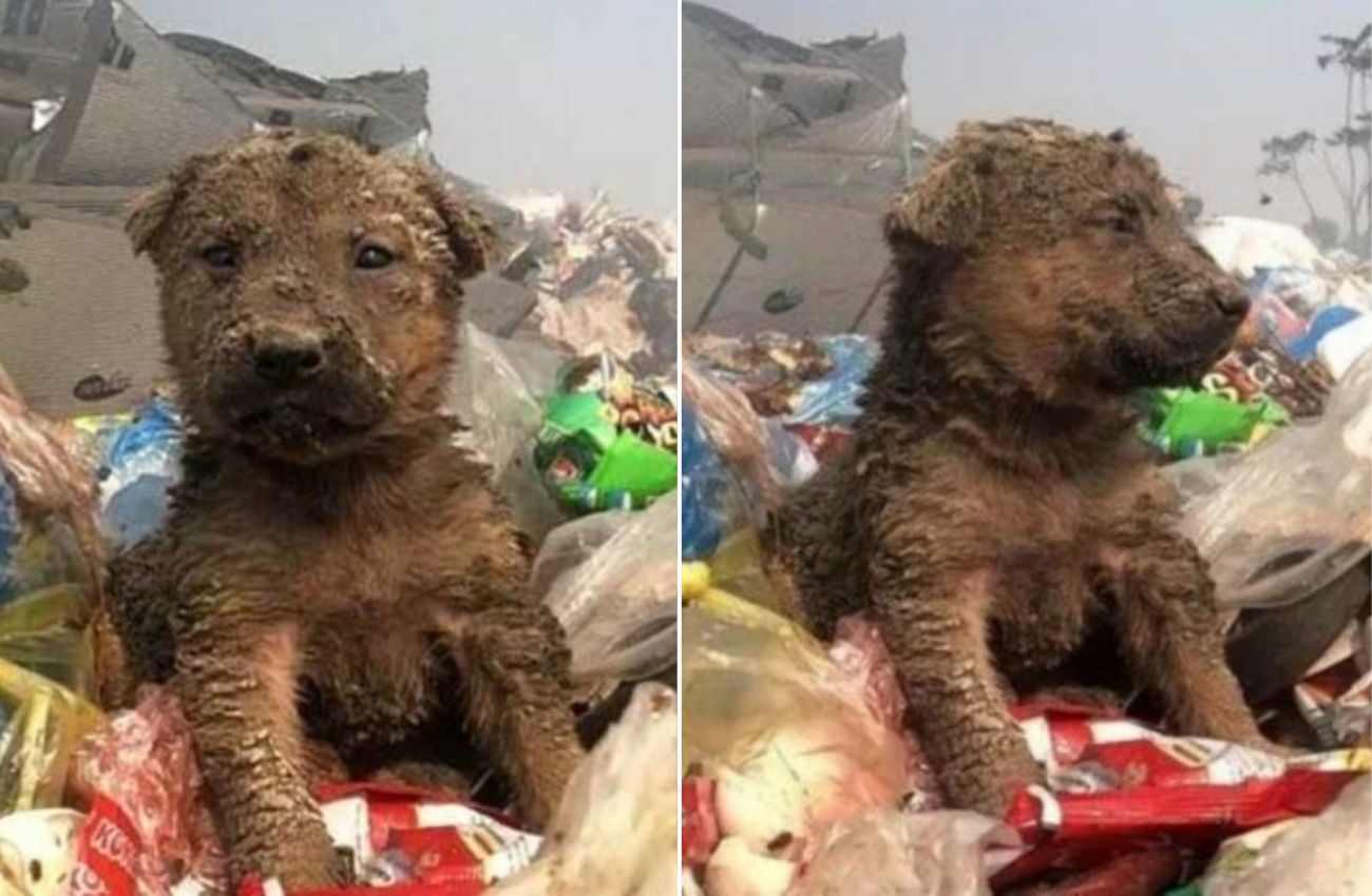 Cão abandonado em um lixão encontra uma família amorosa que merece