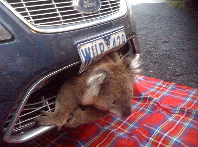 The koala can be seen wedged into the grill of the car after it was struck