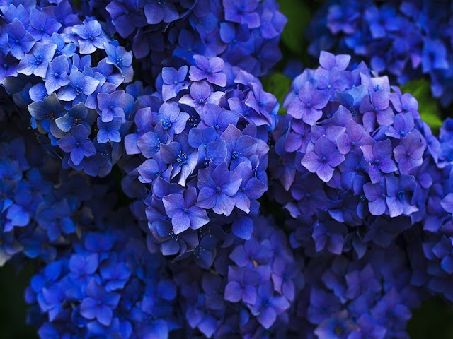 Hortensia