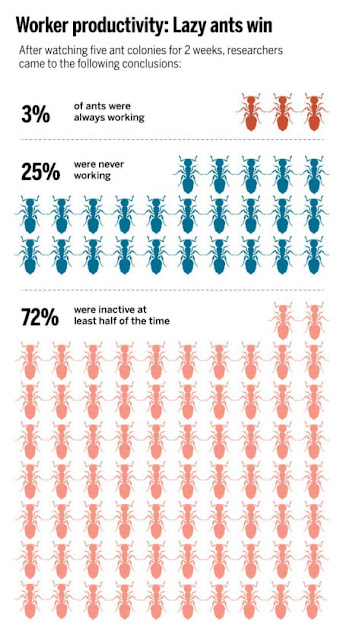 Lazy ants win - research