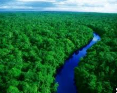 "فوائد الغابات: التأثير الإيجابي على البيئة والصحة والاقتصاد والسياحة