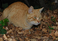 Gato (Felis catus)