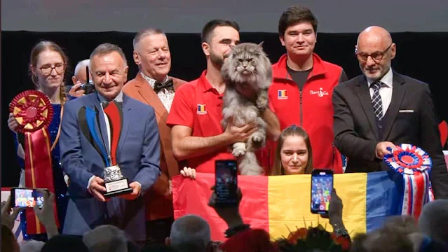 Maine Coon from Romania wins prestigious cat show in Strasbourg